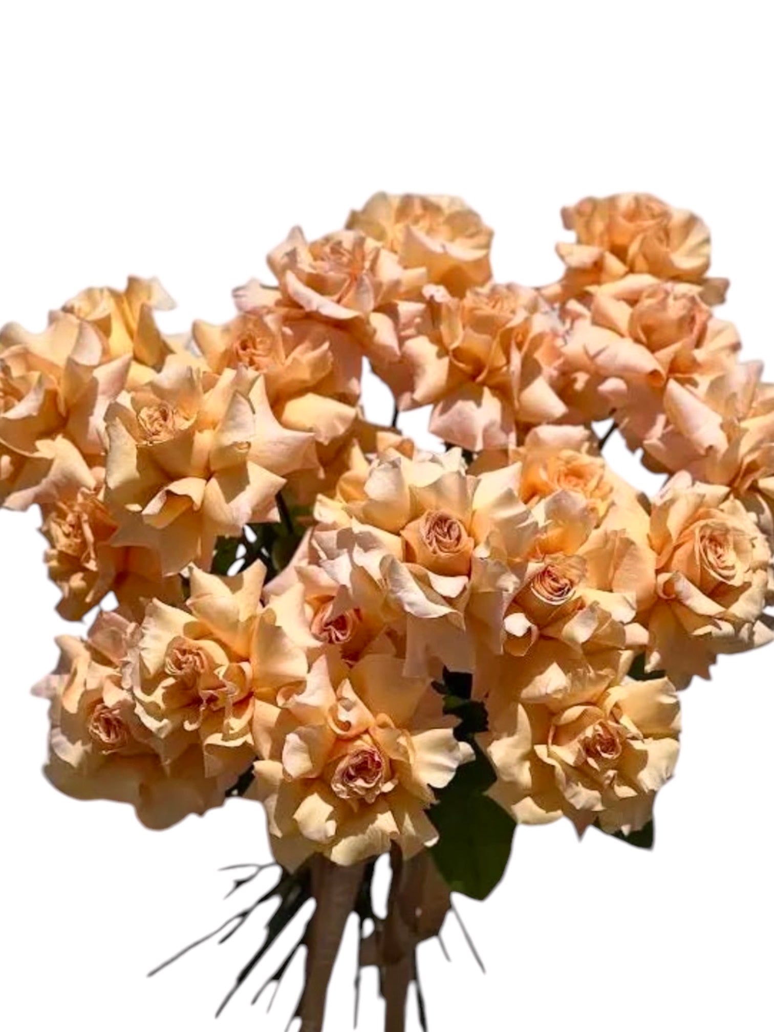 Caramel Love - 25 premium long stem roses - Maison la Fleur