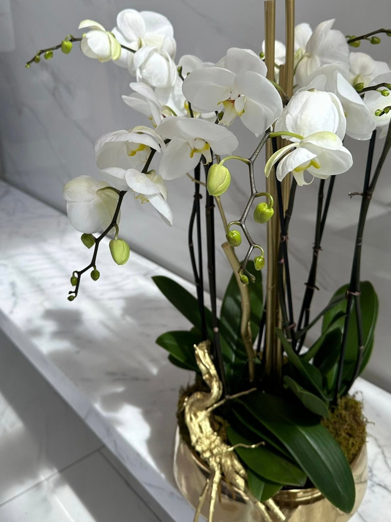 Orchid Harmony - Maison la Fleur