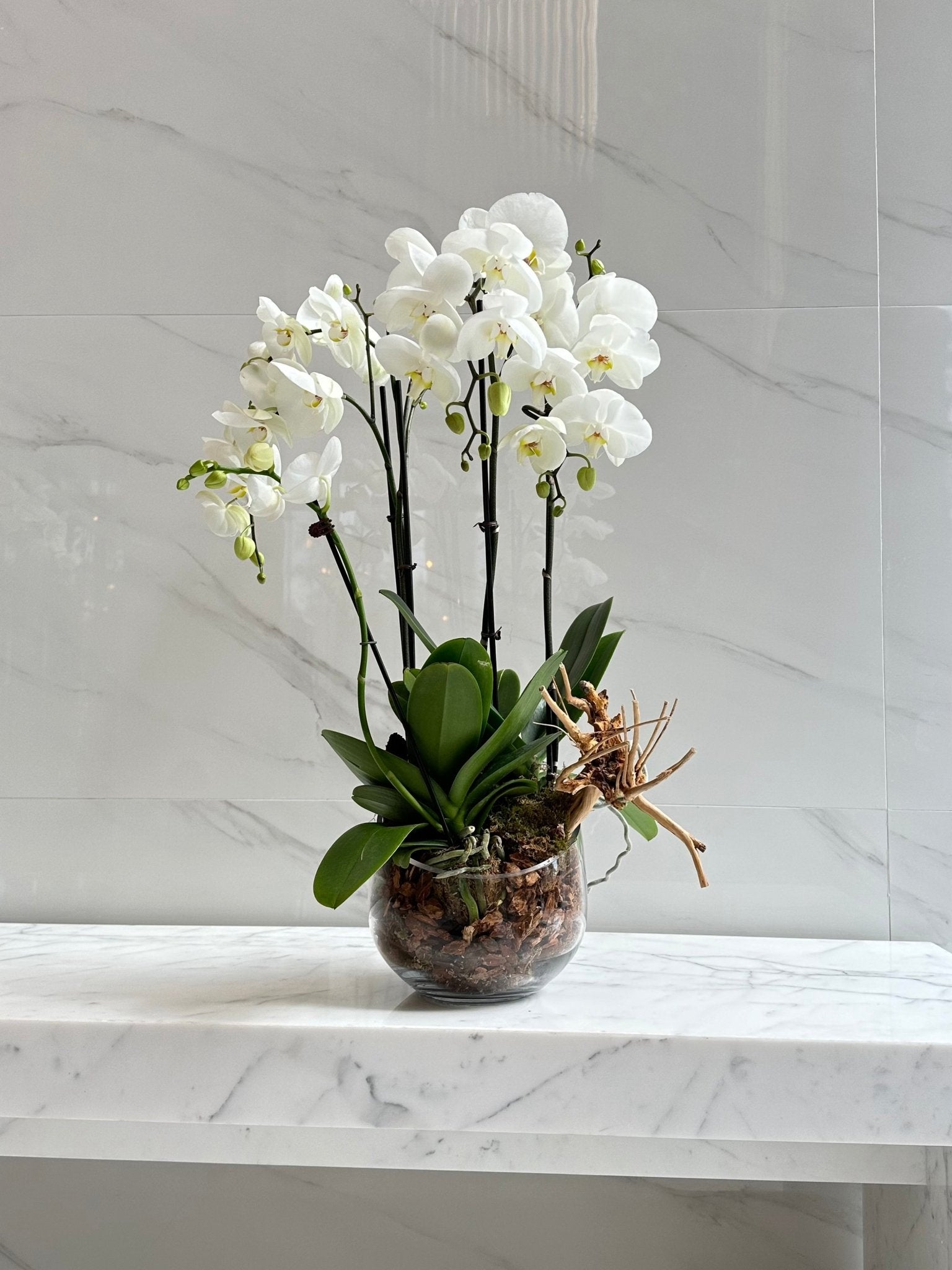 Orchid Simplicity - Maison la Fleur