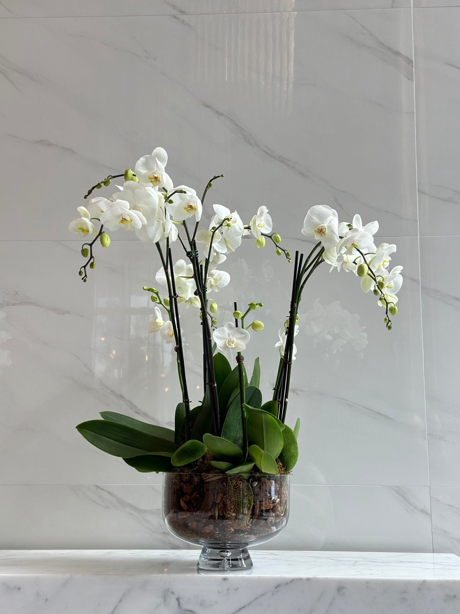 Orchid Simplicity - Maison la Fleur