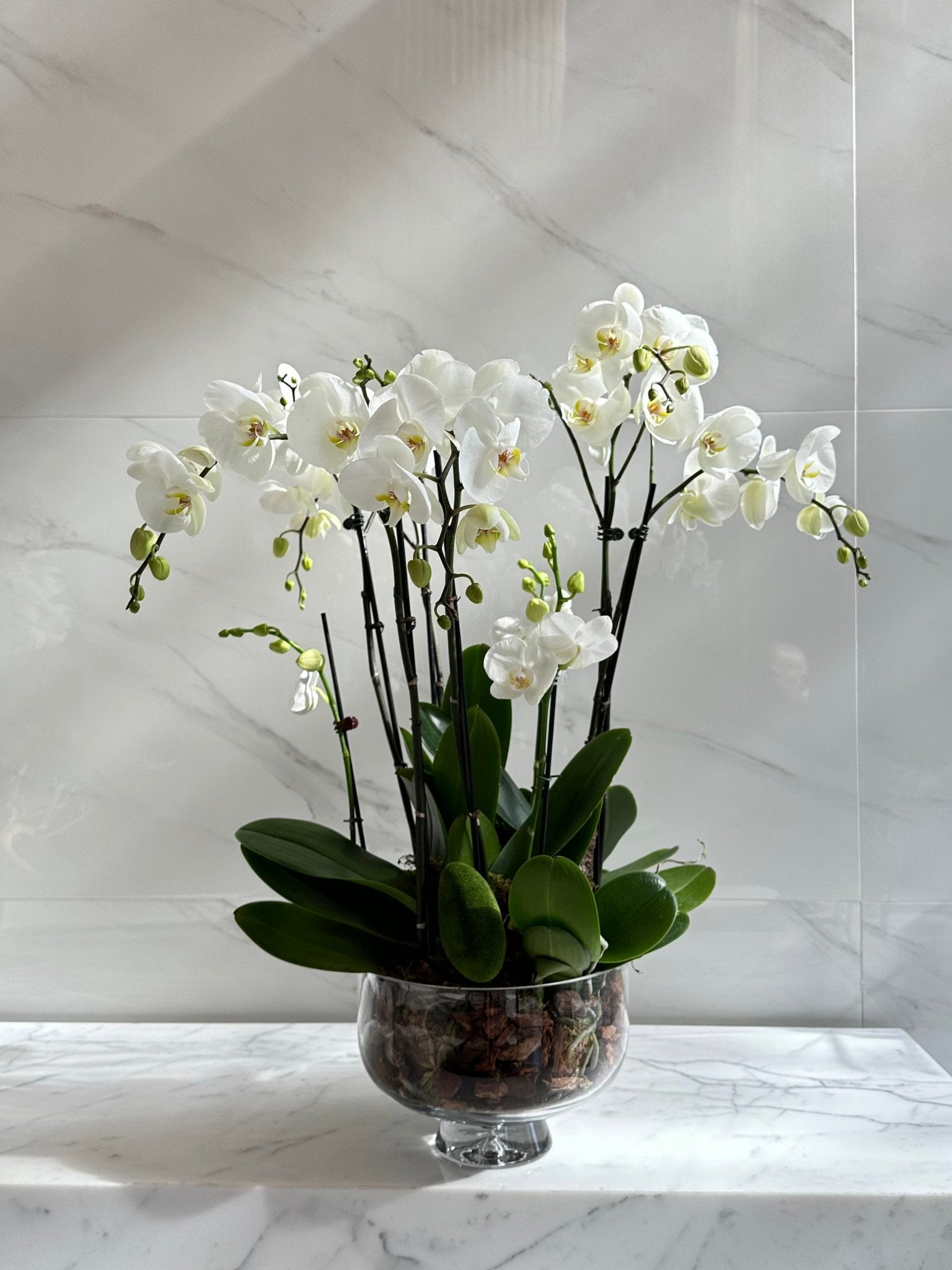 Orchid Simplicity - Maison la Fleur