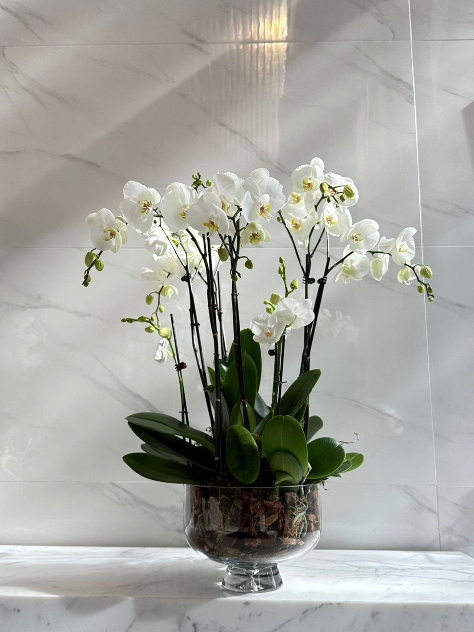 Orchid Simplicity - Maison la Fleur