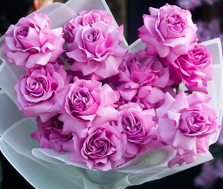 Light Pink Wedding Flowers, Lady Moon - 2 dozen premium garden roses