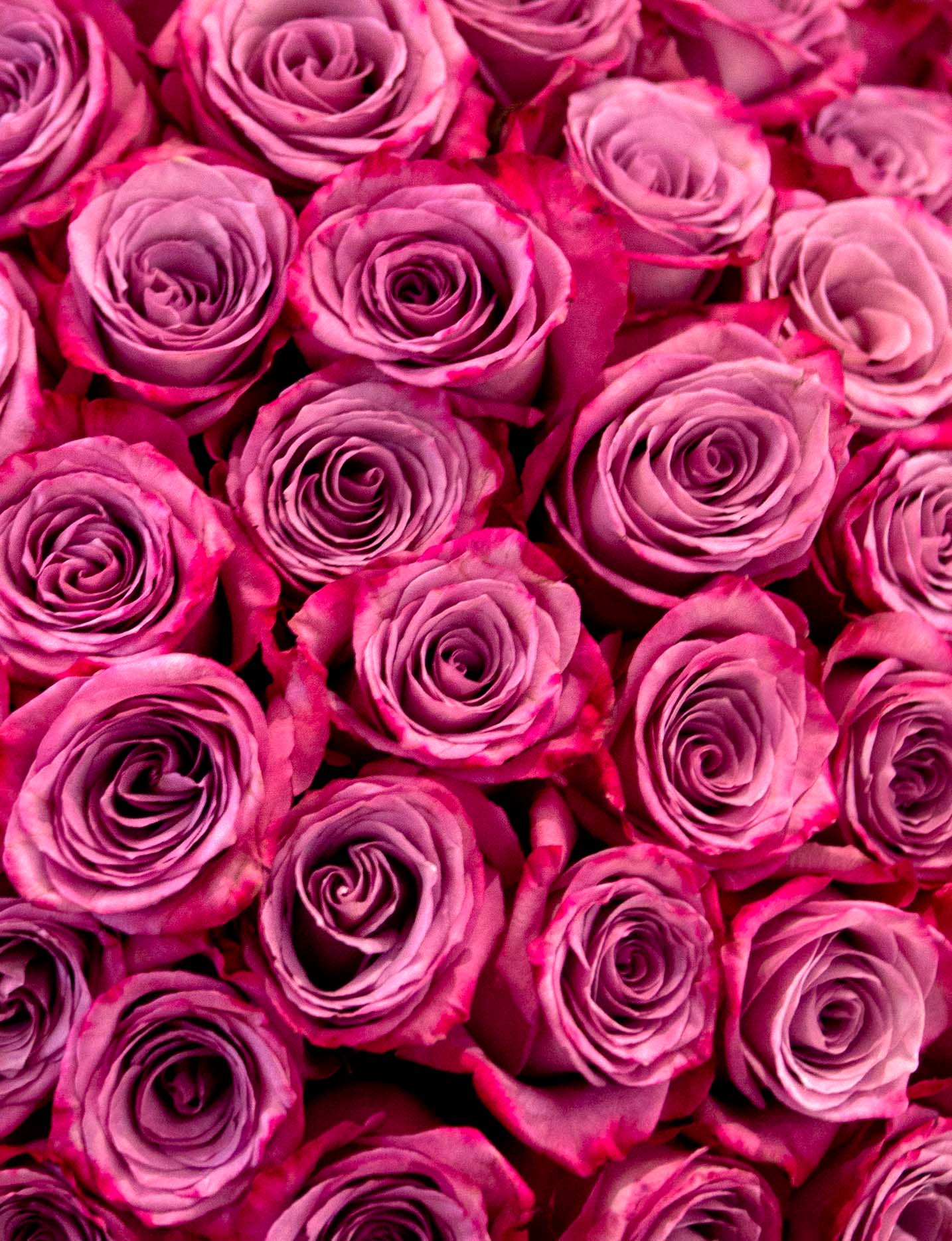 Beautiful Bouquet of Pink Roses, Lavender Moody Blues - 100 Beautiful Premium Roses Bouquet