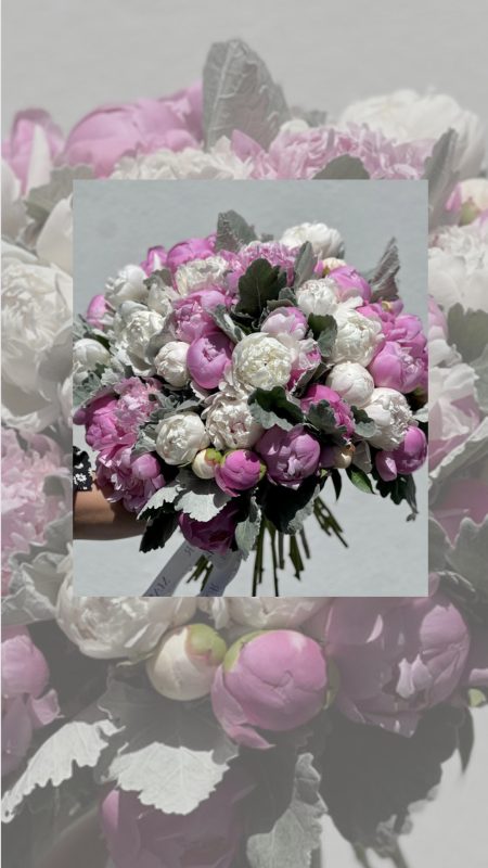 French Peonies and Dusty Miller, Obsession - 50 premium French peonies and dusty miller