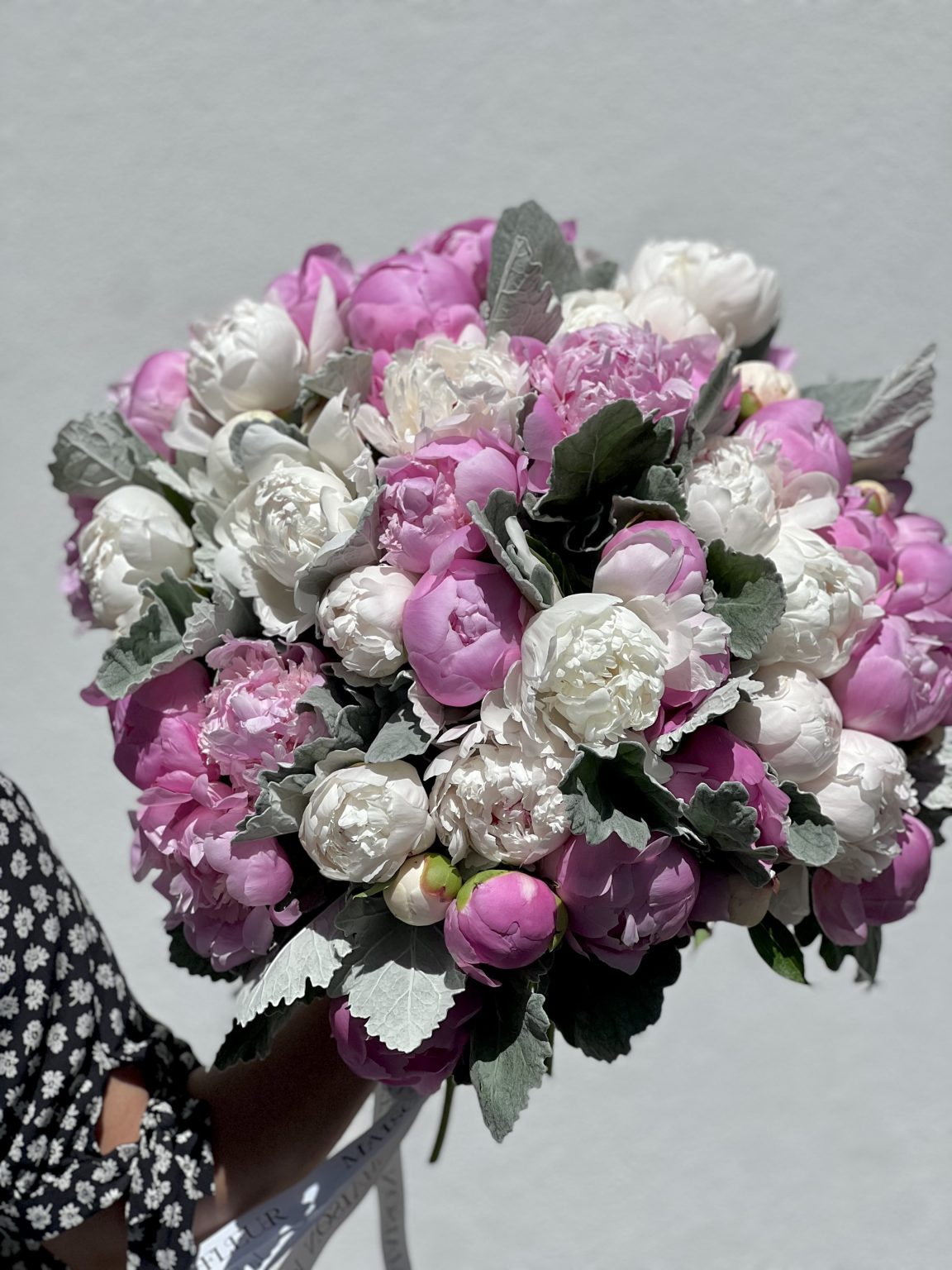 French Peonies and Dusty Miller, Obsession - 50 premium French peonies and dusty miller