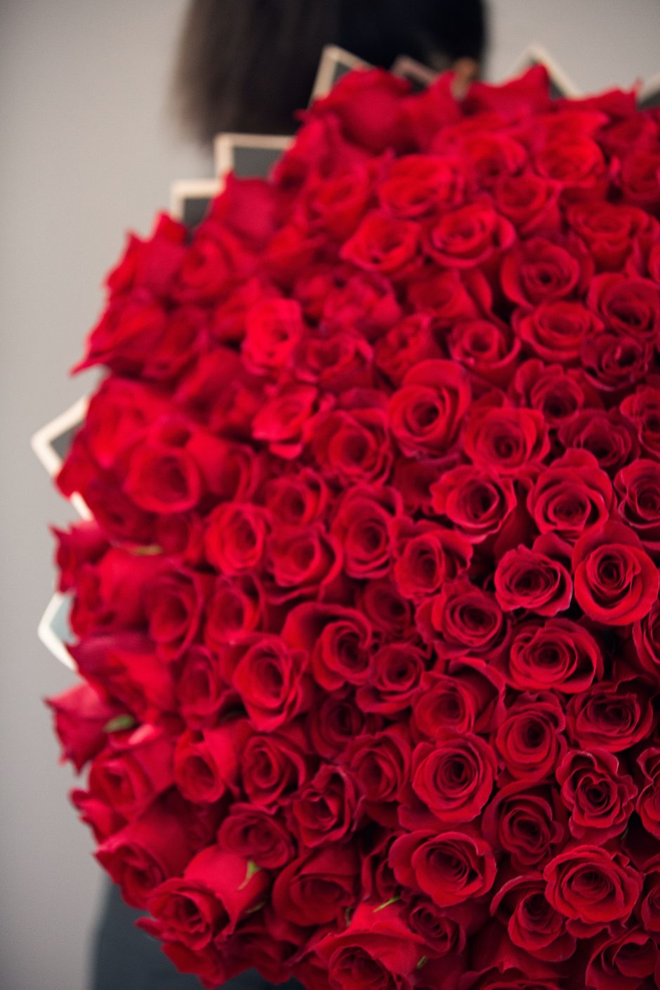 The 11 Best Roses in Passion Red Color - Article onThursd